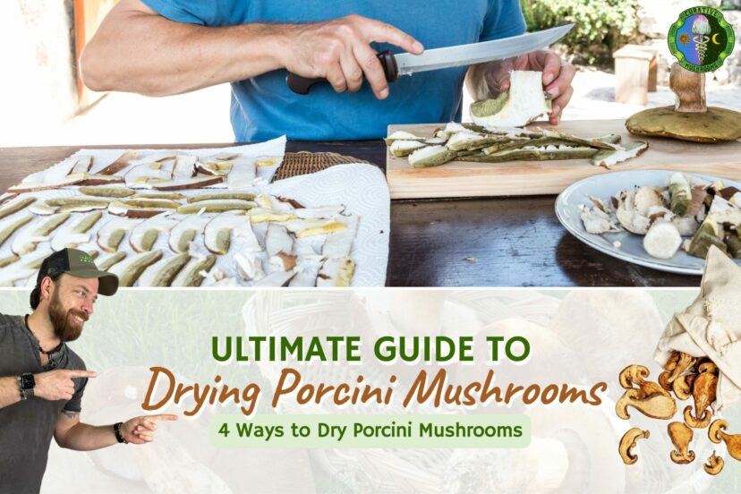 Ultimate Guide to Drying Porcini Mushrooms - 4 Ways to Dry Porcini Mushrooms - Sun Dry, Air Dry, Food Dehydrator, Oven Dry