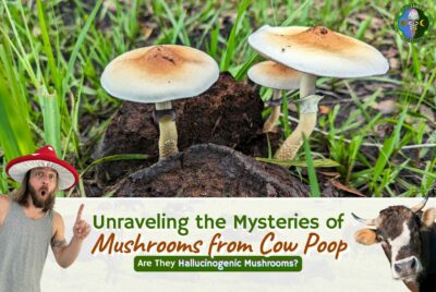 Unraveling Mysteries Of Mushrooms From Cow Poop - Are They Hallucinogenic Mushrooms? - Why Do Mushrooms Grow In Cow Poop? - Are Mushrooms That Grow On Cow Poop Safe To Eat?