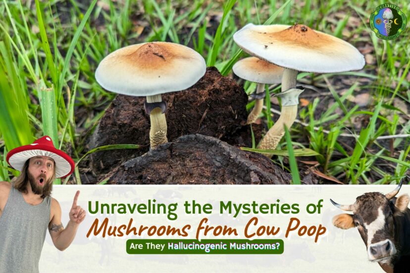 Unraveling Mysteries Of Mushrooms From Cow Poop - Are They Hallucinogenic Mushrooms? - Why Do Mushrooms Grow In Cow Poop? - Are Mushrooms That Grow On Cow Poop Safe To Eat?