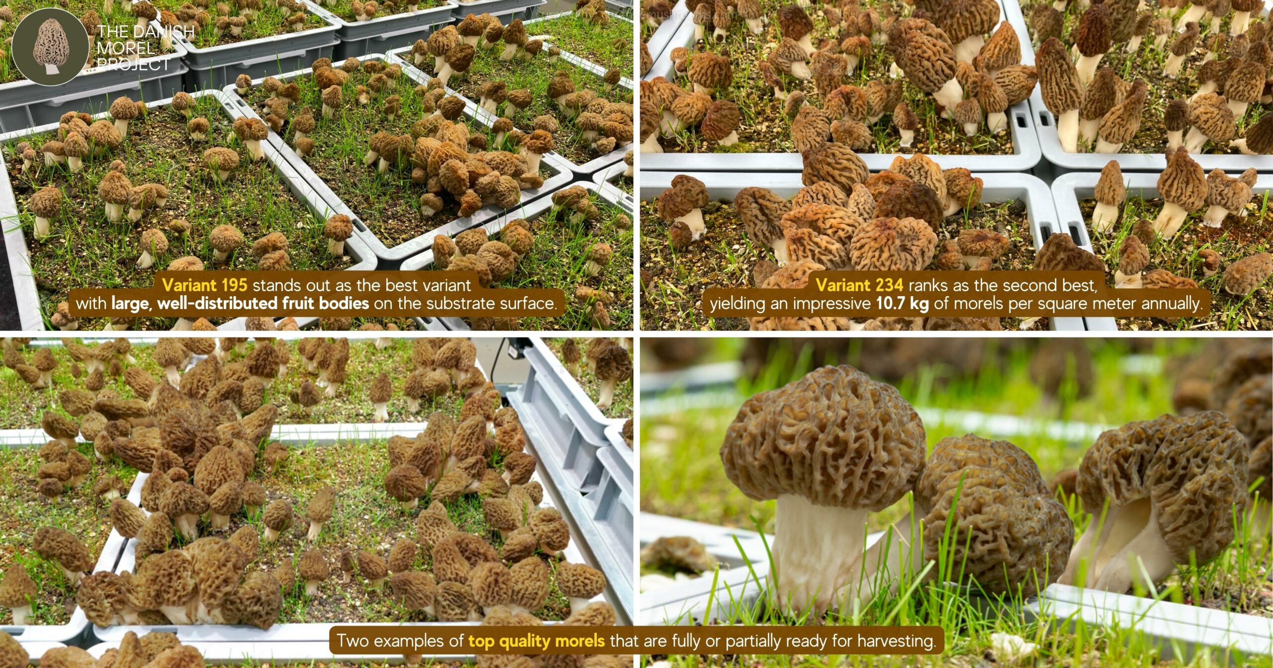 Variant 195 best variant with large well-distributed fruit bodies - Variant 234 second best yielding 10.7 kg of morels per square meter annually