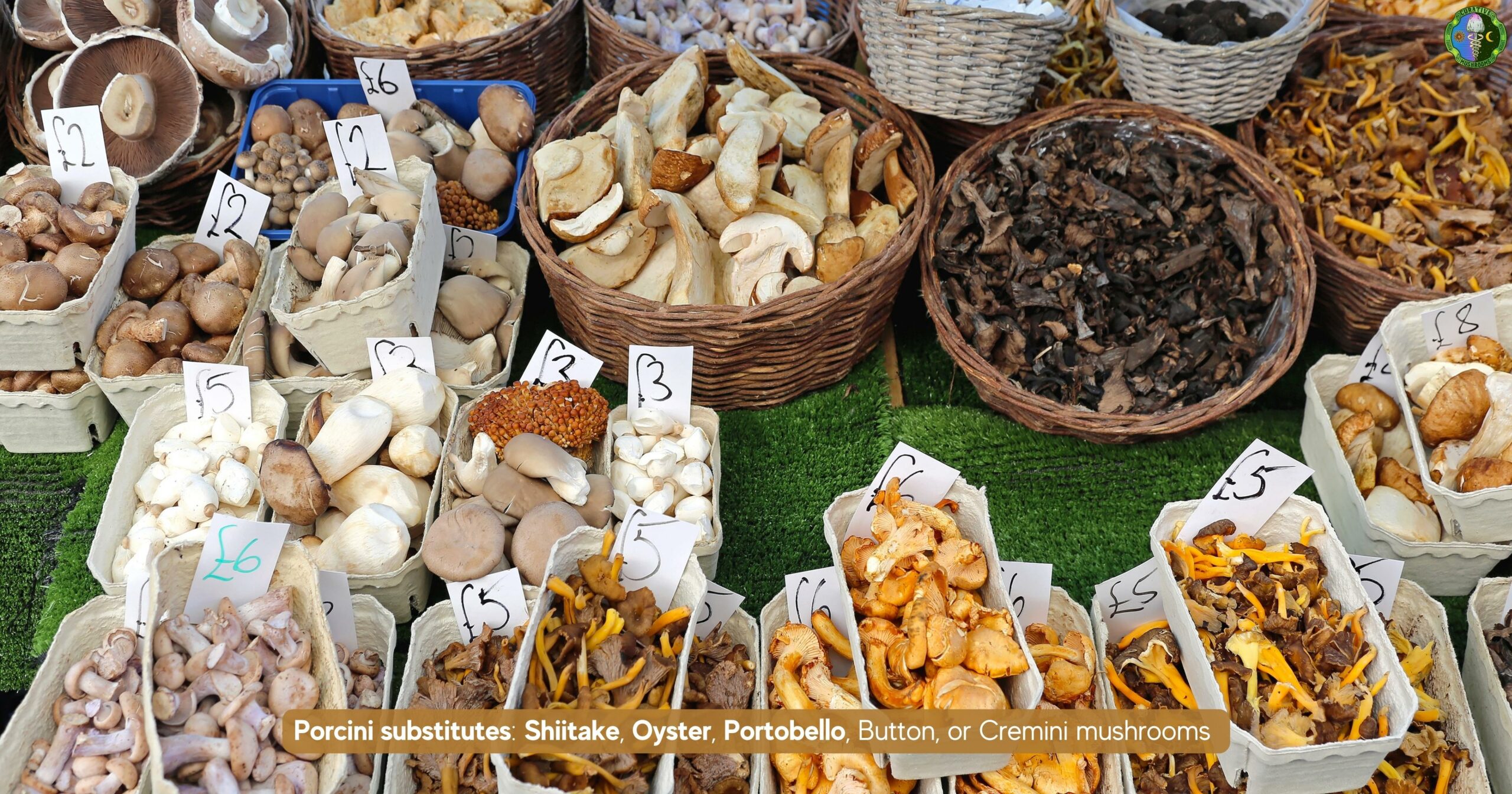 What are the more available substitutes for dried Porcini mushrooms - Shiitake, Oyster, Portobello, Button, or Cremini mushrooms 