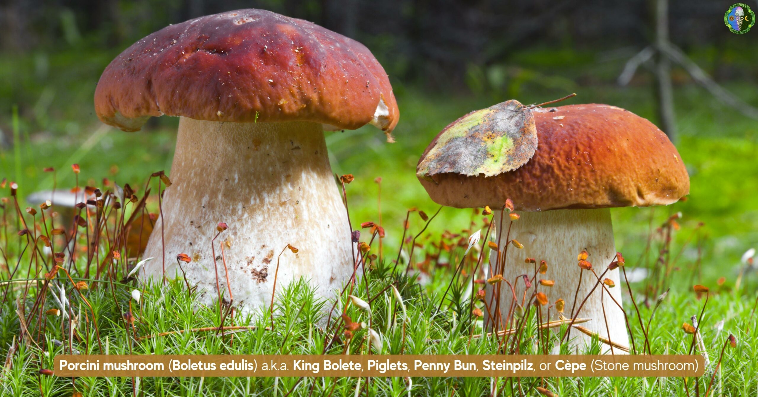 What is another name for Porcini mushroom - Boletus edulis, King Bolete, Piglets, Penny Bun, Steinpilz, Cèpe or Stone mushroom
