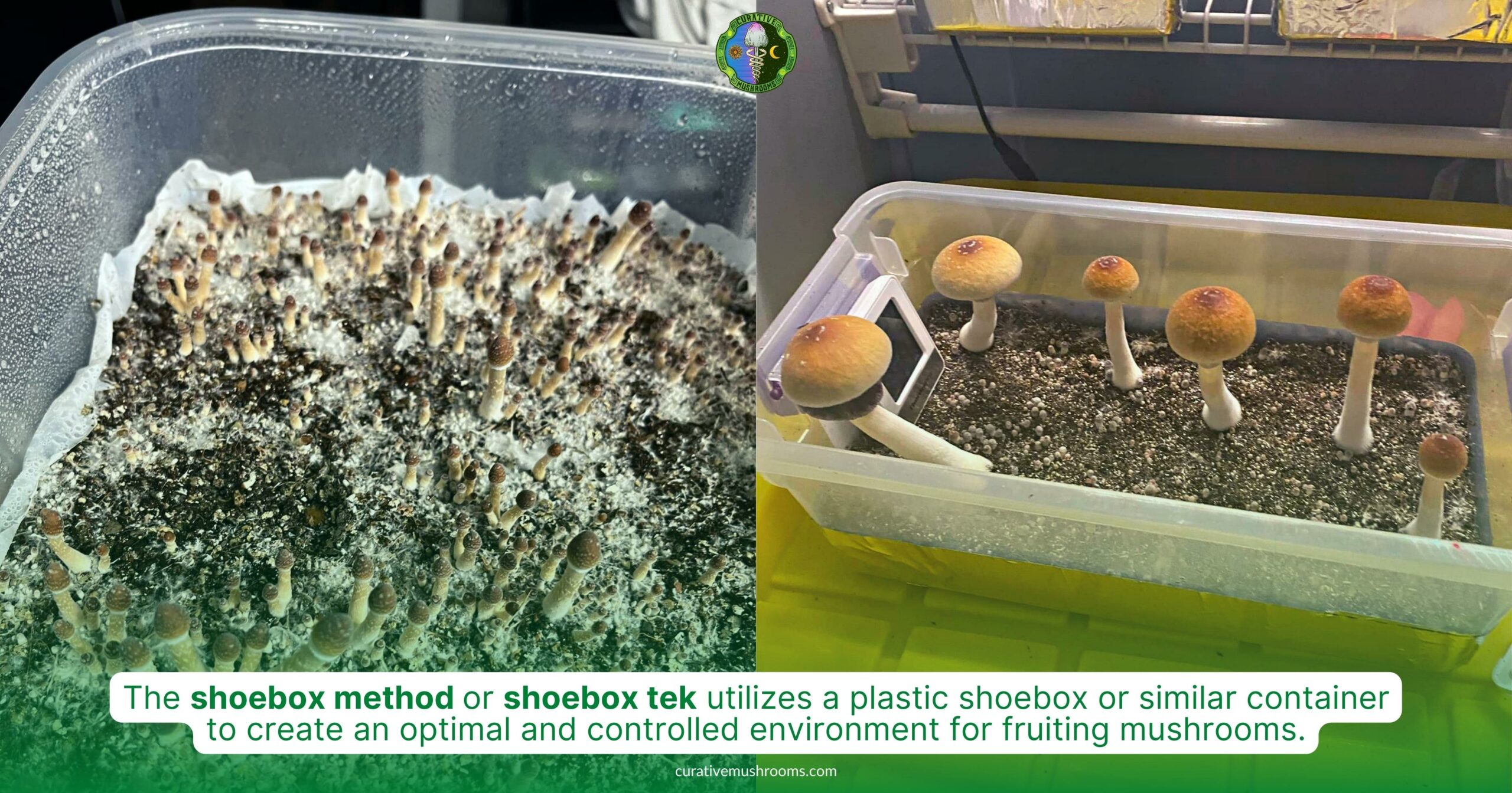 What is the shoebox method - shoebox tek is simpler than monotub - utilizes a plastic shoebox or similar container to create controlled environment for fruiting mushrooms