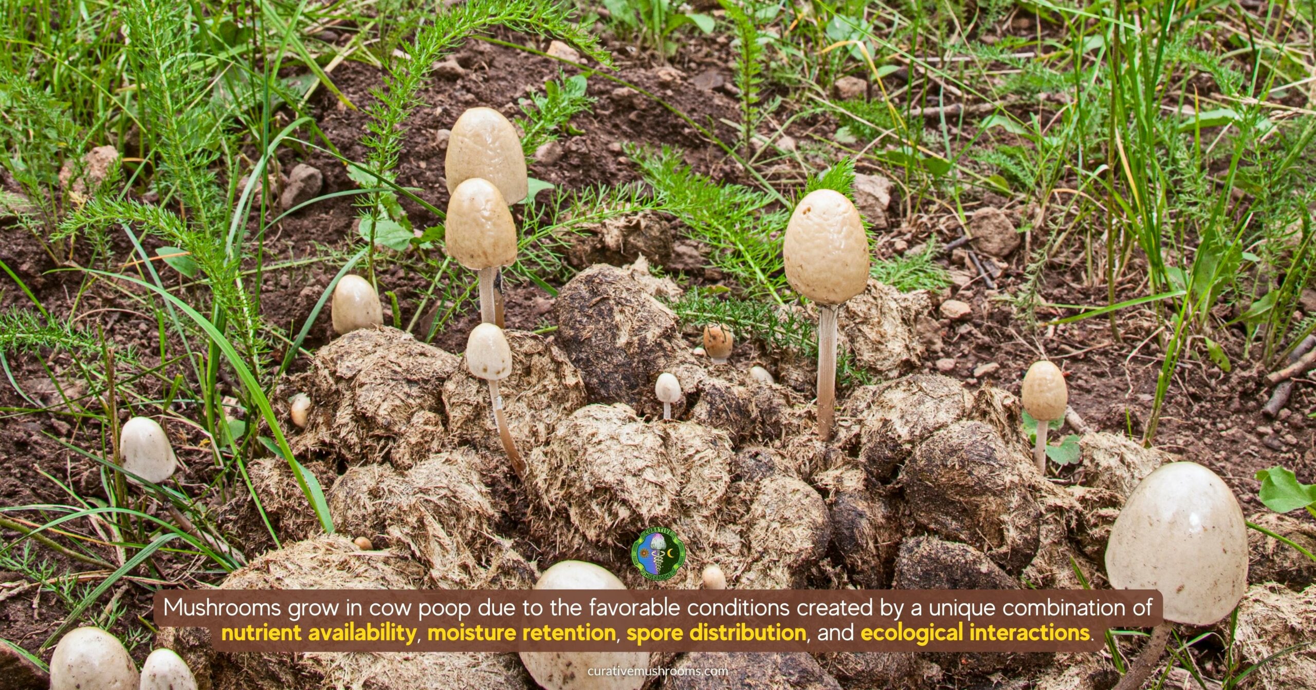 Why do mushrooms grow in cow poop - favorable conditions created by a unique combination of nutrient availability, moisture retention, spore distribution, and ecological interactions
