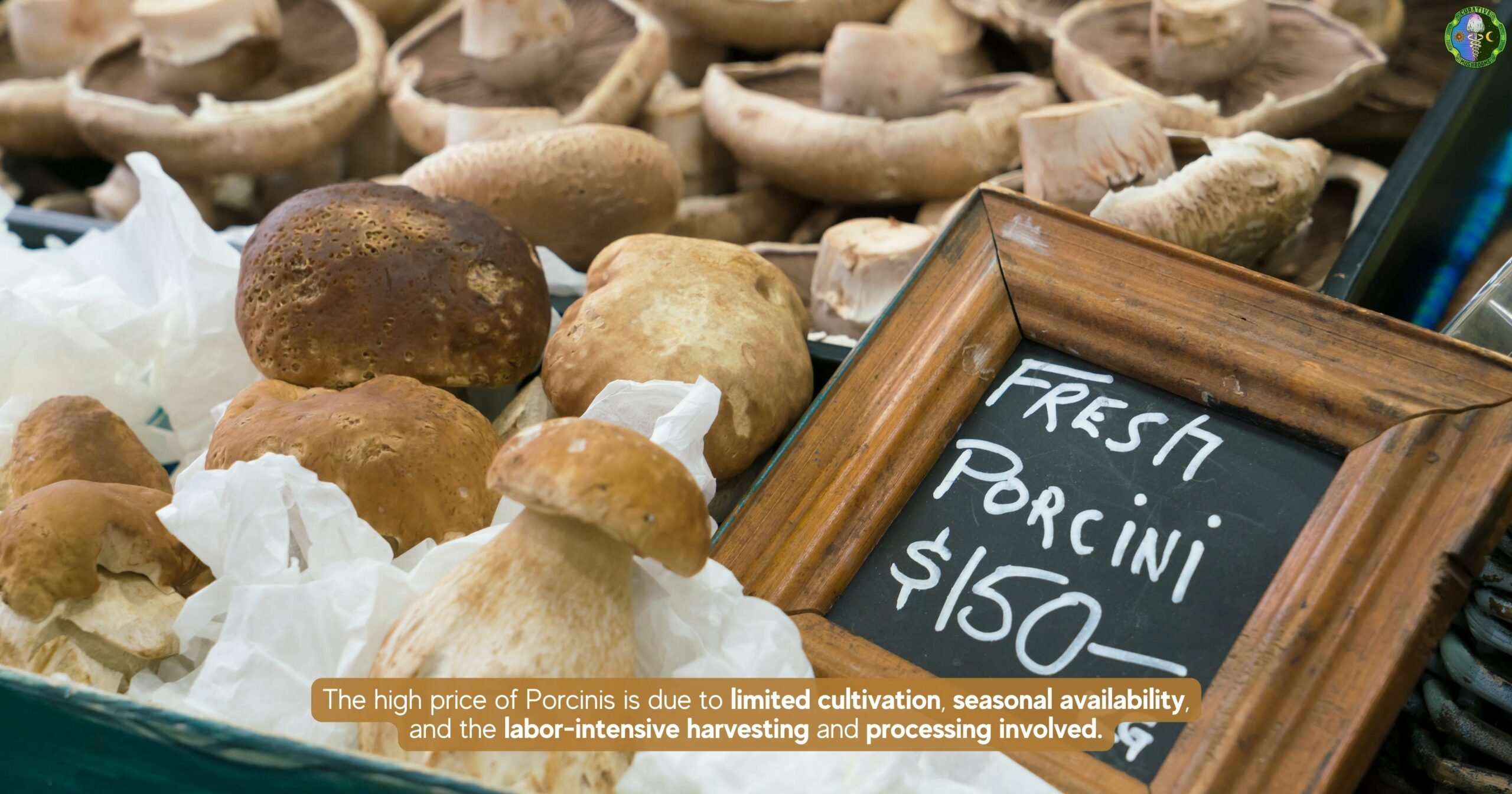 Why is Porcini so expensive - challenging to cultivate and process commercially - seasonal and grows in the wild