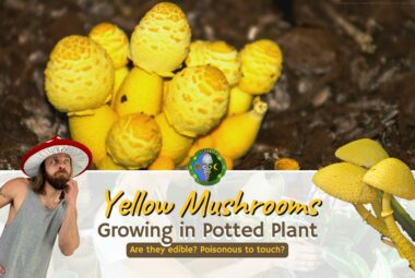 Yellow Mushroom In Potted Plant - What Is Yellow Mushroom In Houseplant? - Is Yellow Mushroom Poisonous? - Can We Eat Yellow Mushroom?