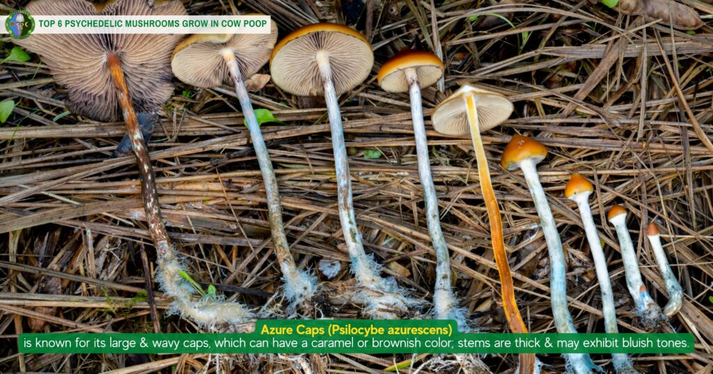 Do Psychedelic Mushrooms Grow in Cow Poop? Dung Mushrooms