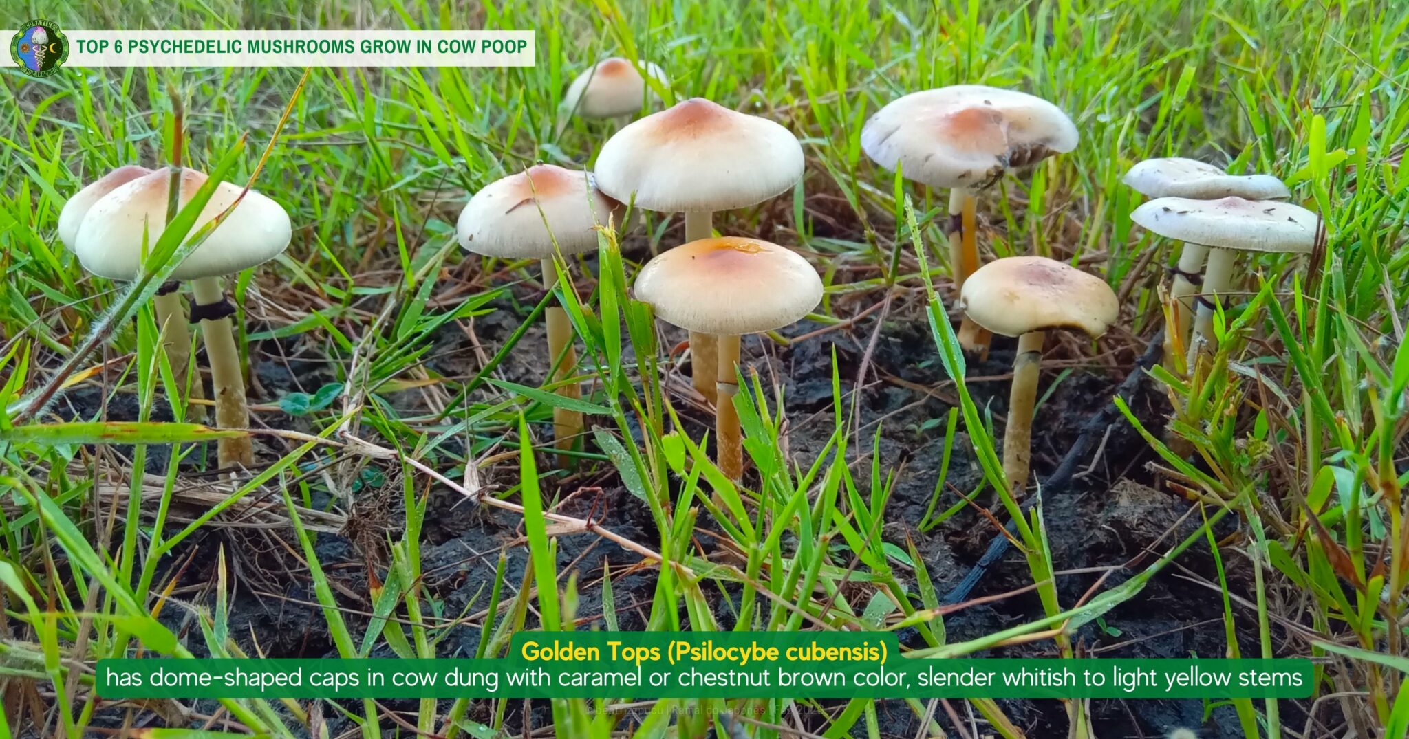 Do Psychedelic Mushrooms Grow in Cow Poop? Dung Mushrooms