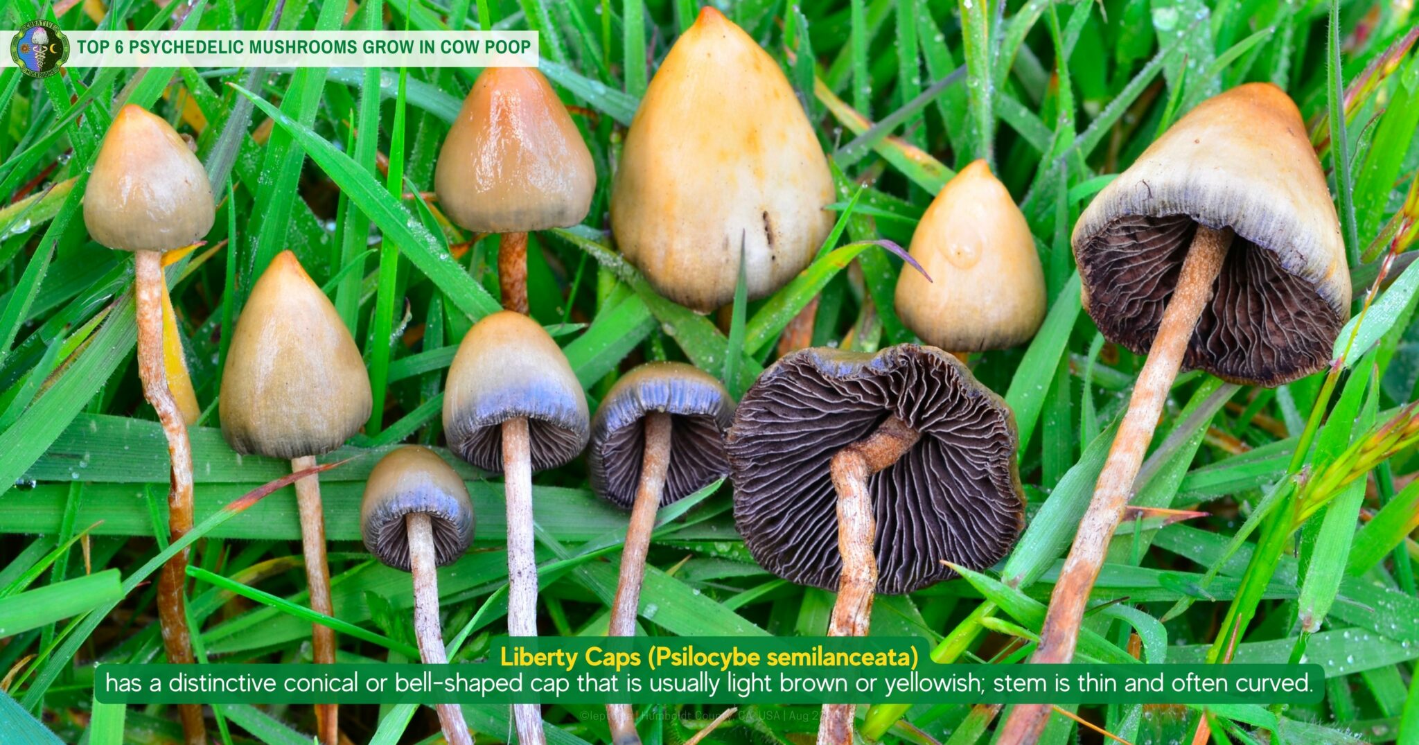 Do Psychedelic Mushrooms Grow in Cow Poop? Dung Mushrooms