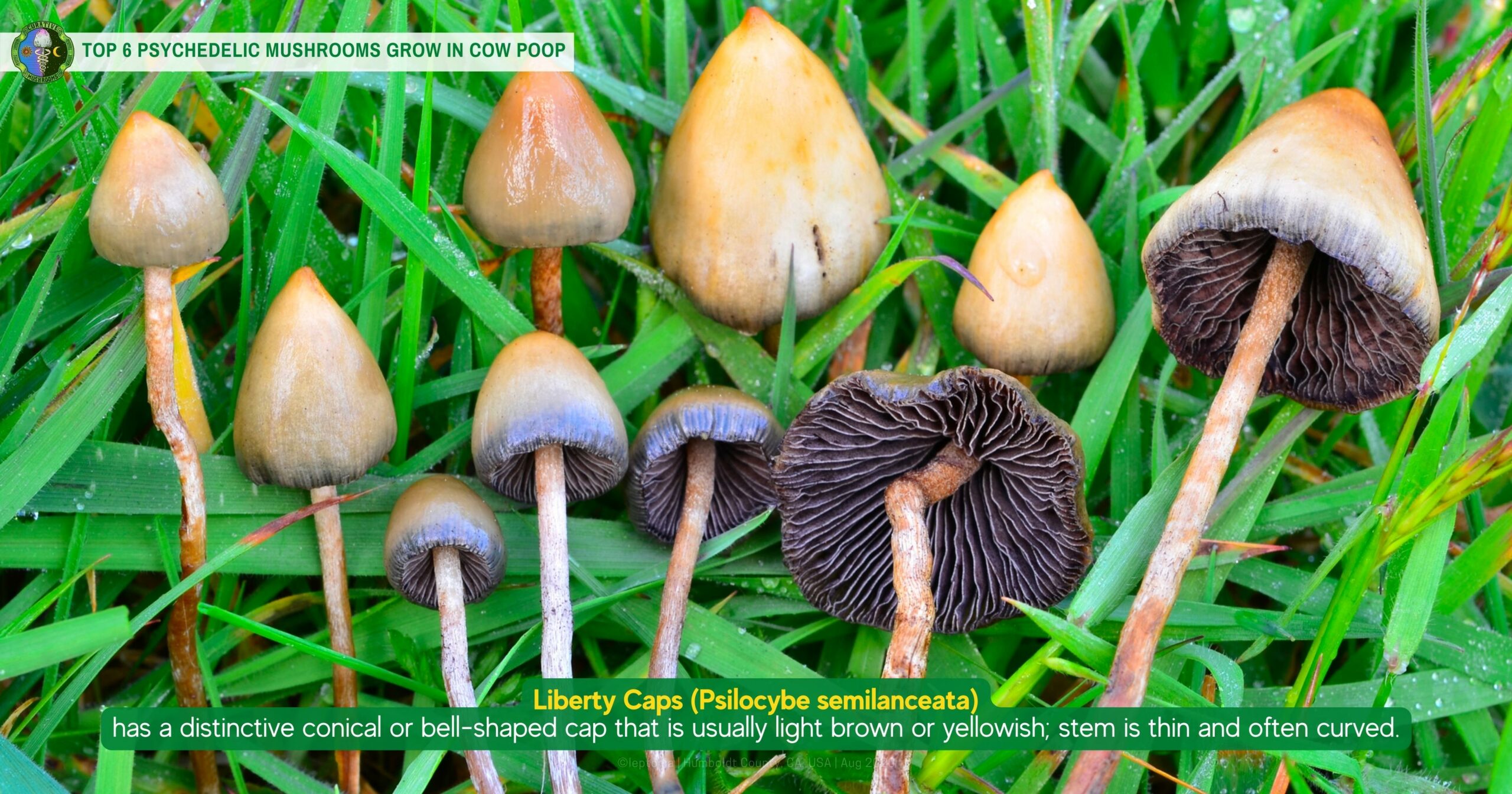 cow poop pasture mushroom - Liberty Caps Psilocybe semilanceata - distinct conical or bell-shaped cap light brown or yellowish, stem is thin and often curved