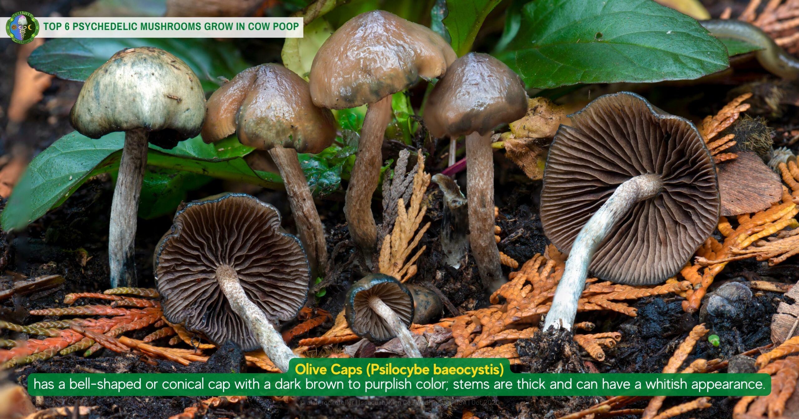 cow poop pasture mushroom - Olive Caps Psilocybe baeocystis - has a bell-shaped or conical cap with a dark brown to purplish color, stems are thick and can have a whitish appearance