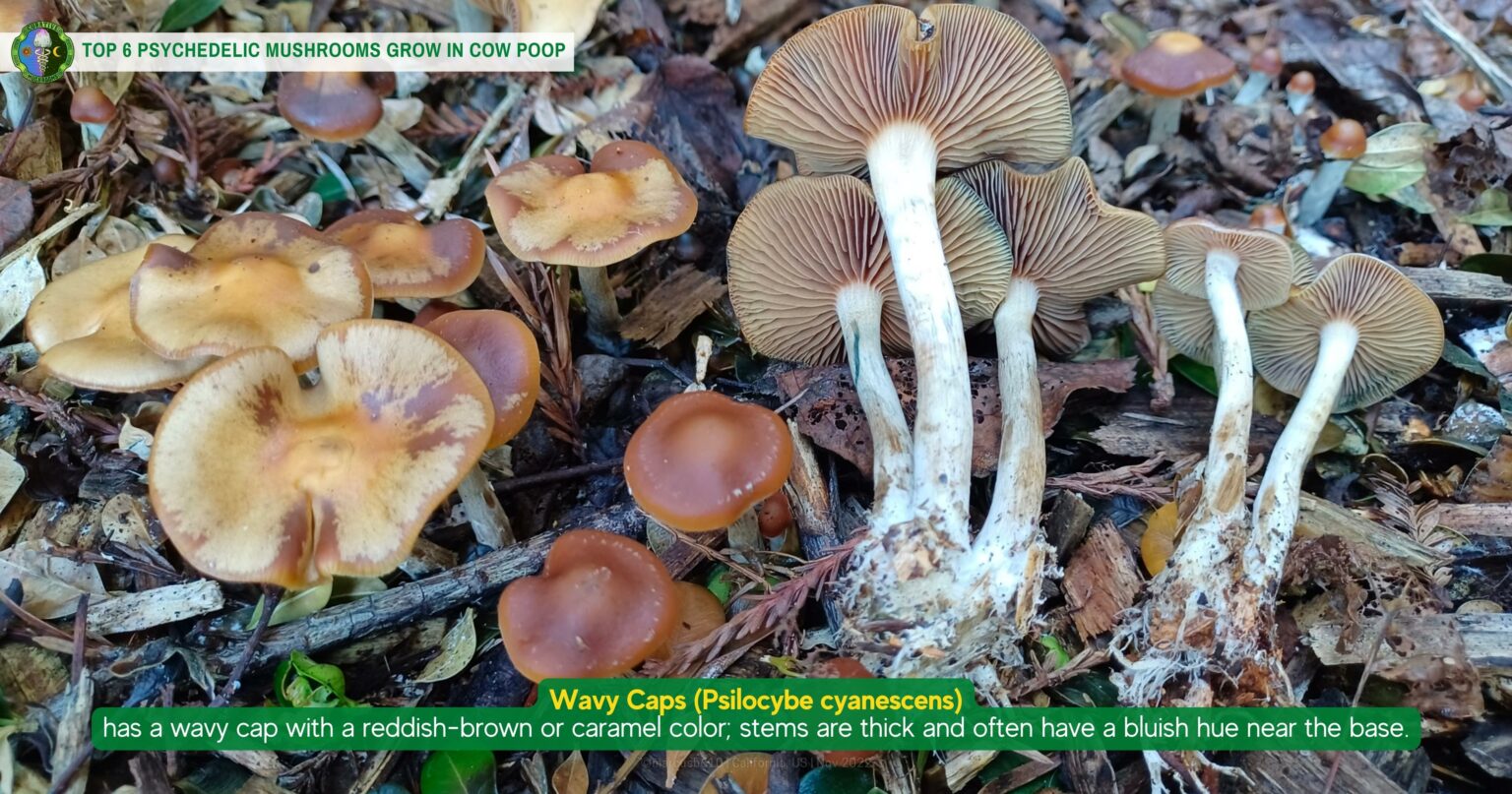 Do Psychedelic Mushrooms Grow in Cow Poop? Dung Mushrooms
