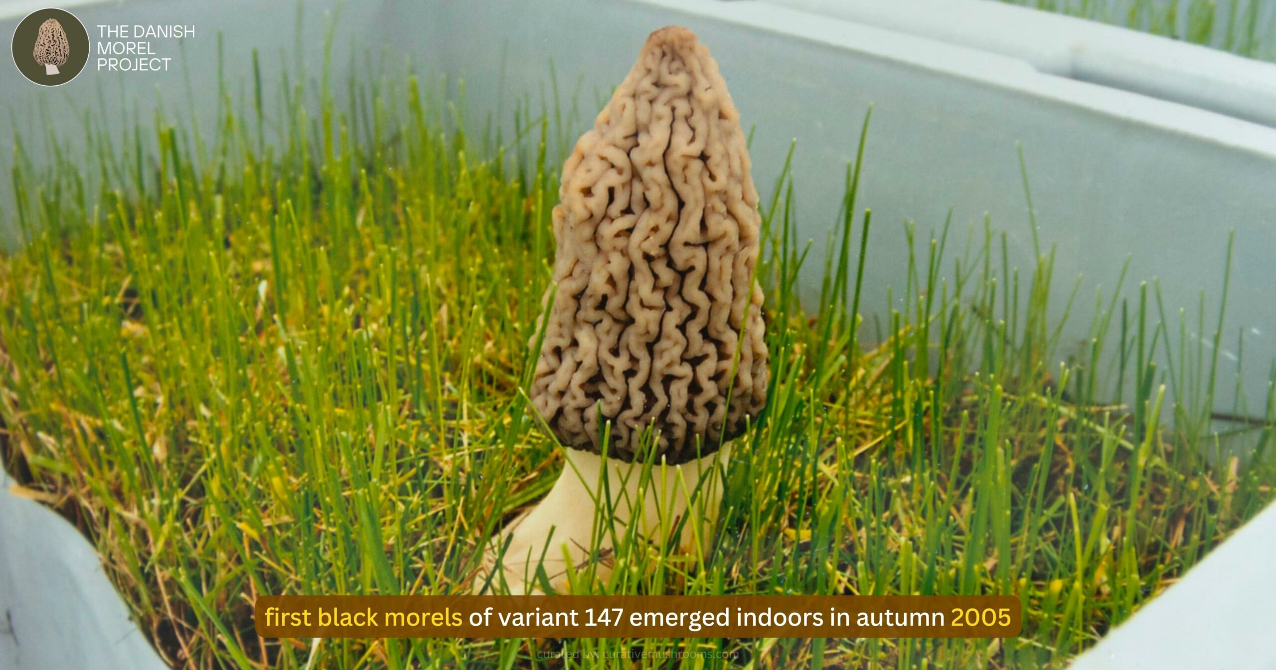 first black morels of variant 147 emerged indoors in autumn 2005