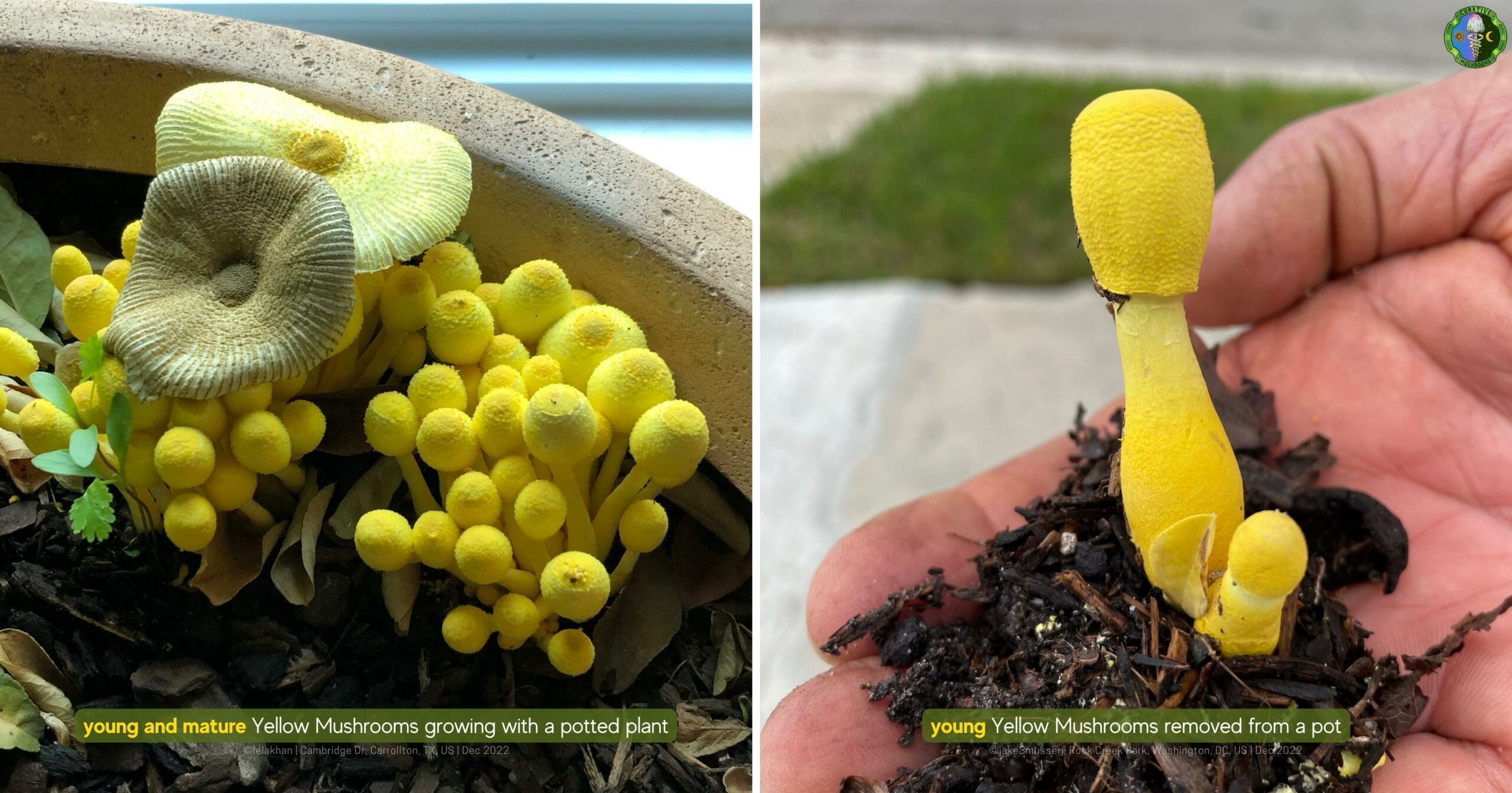 young and mature Yellow Mushrooms growing with a potted plant - young Yellow Mushrooms removed from a pot