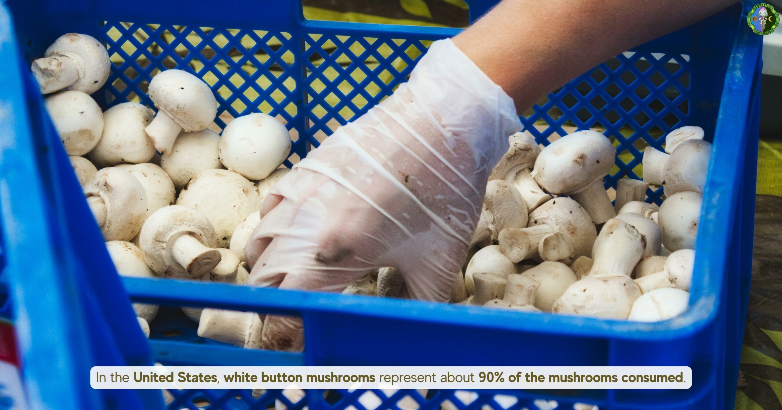 What are white button mushrooms - youngest life stage of Agaricus bisporus - 90% of the mushrooms consumed in United States