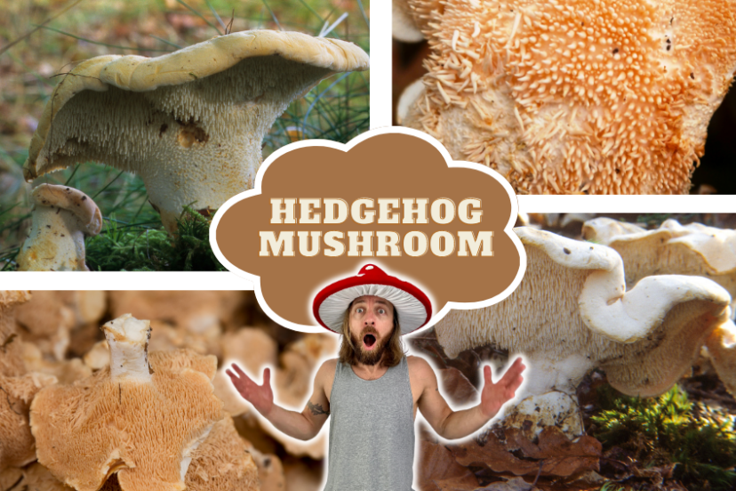 Hedgehog Mushroom