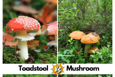Toadstool Vs Mushroom
