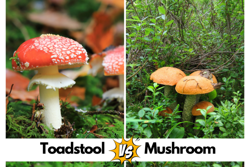 Toadstool Vs Mushroom