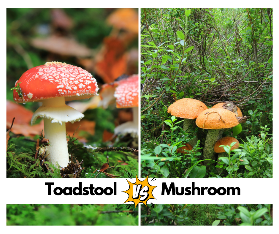 Difference Between Mushrooms vs Toadstools