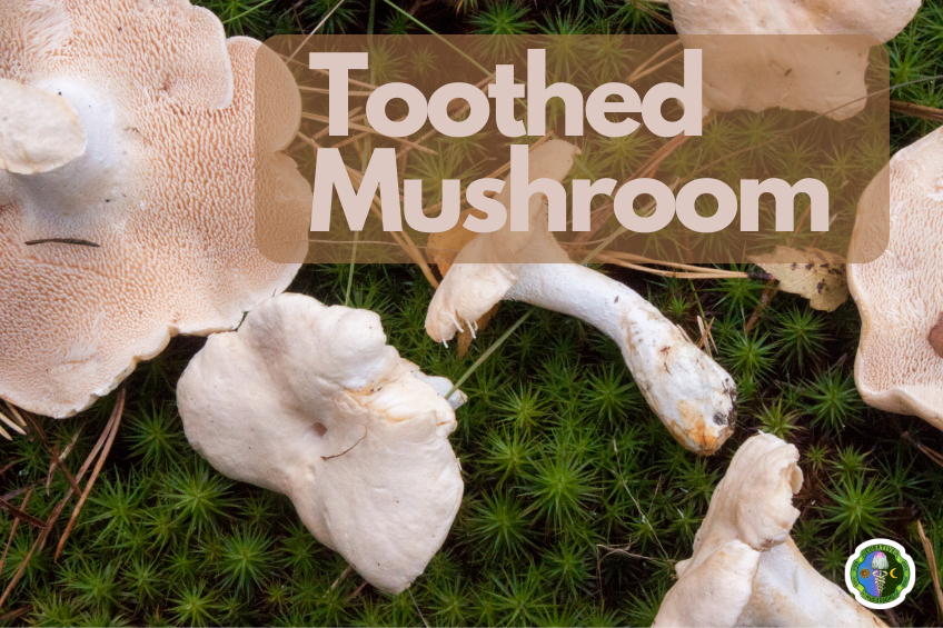 The Toothed Mushroom