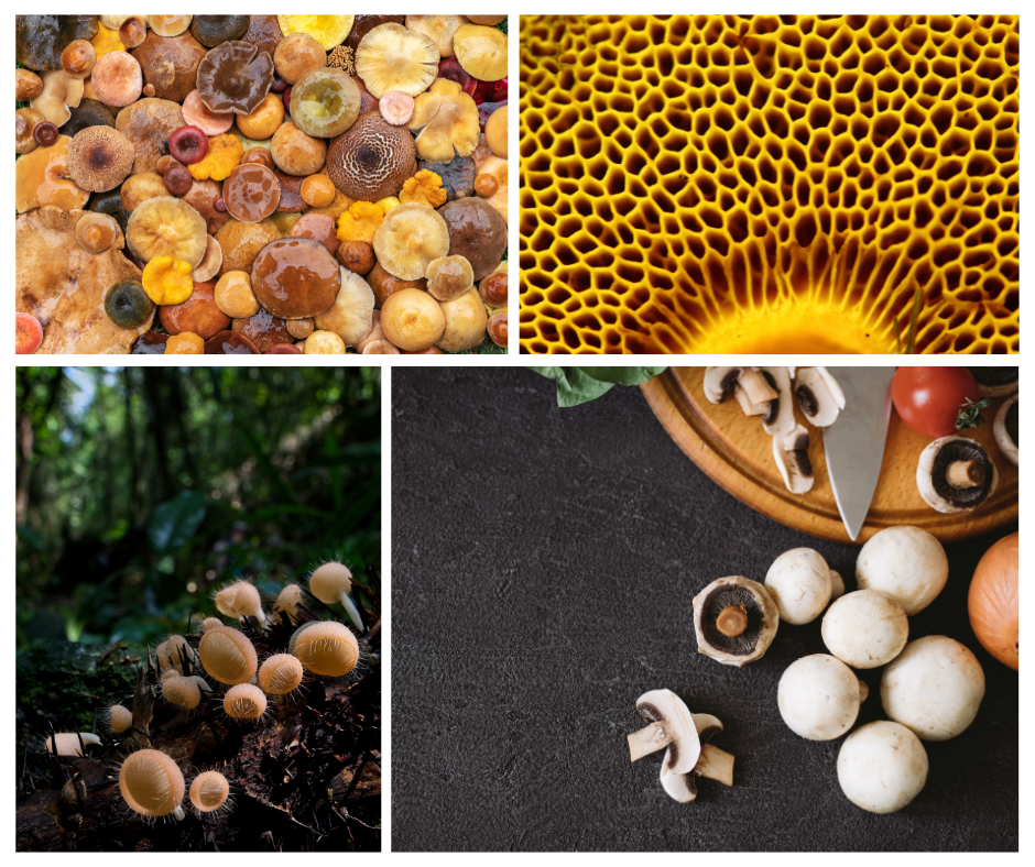 Distinguishing Features: Mushroom vs Toadstool