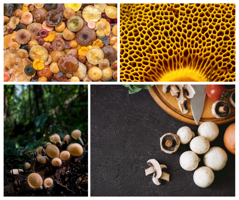 Types of Fungi: Mushrooms, Toadstools, Molds, and More - Owlcation