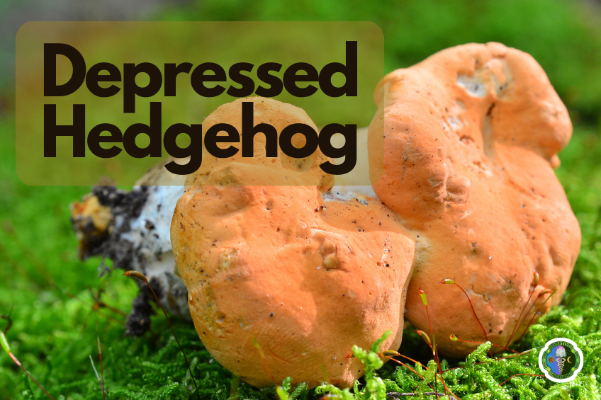 The Depressed Hedgehog