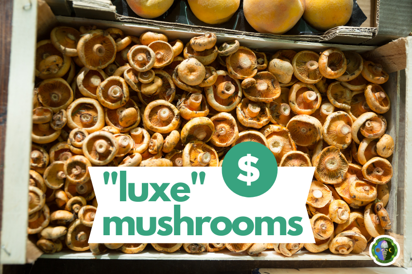 Hedgehog Mushroom price