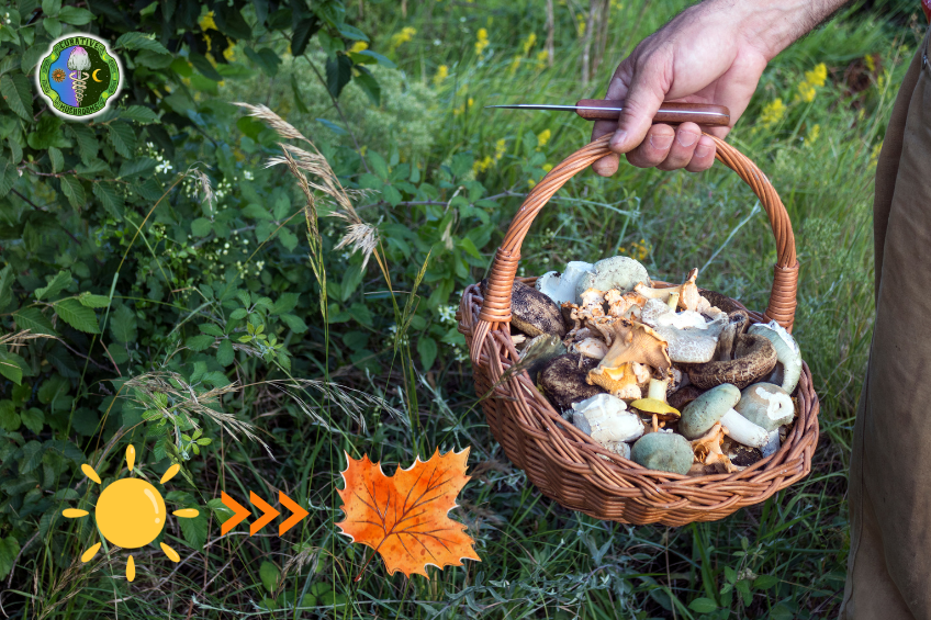 foraging chanterelle mushrooms