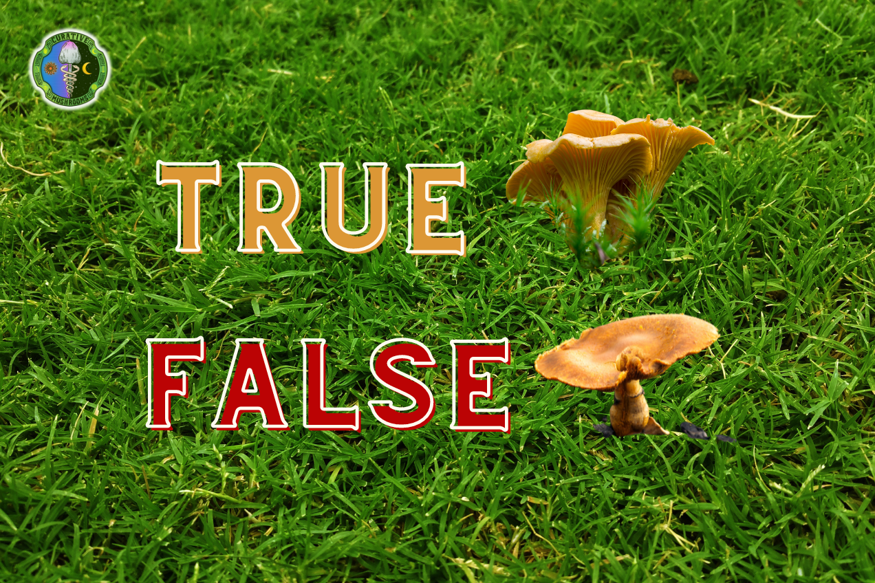 true vs false chanterelles