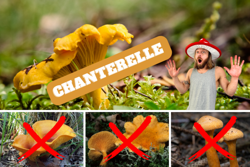 Chanterelle Mushroom Look Alikes