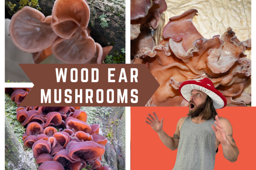 Wood Ear Mushrooms Health Benefits and Nutrition Facts