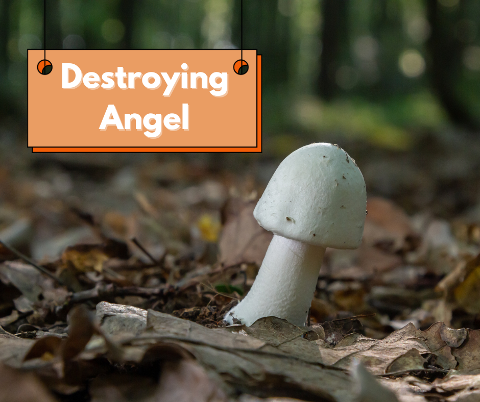 destroying angel mushroom