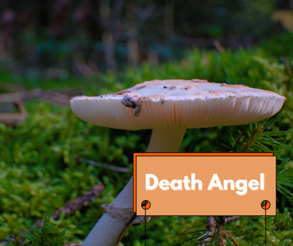 death angel mushroom