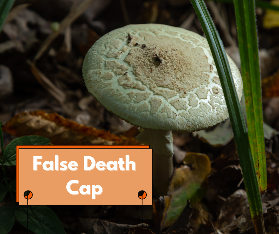 false death cap mushroom