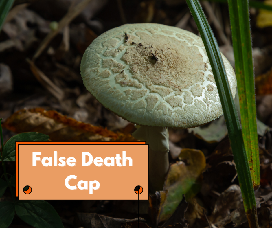 Death Cap Mushroom Identification and Look-Alikes