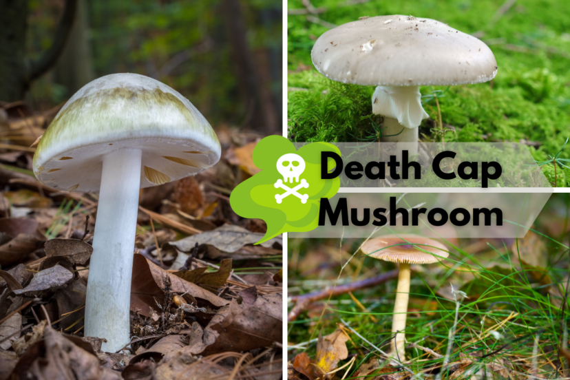 Death Cap Mushrooms