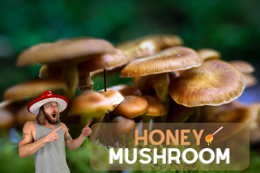 Honey Mushroom