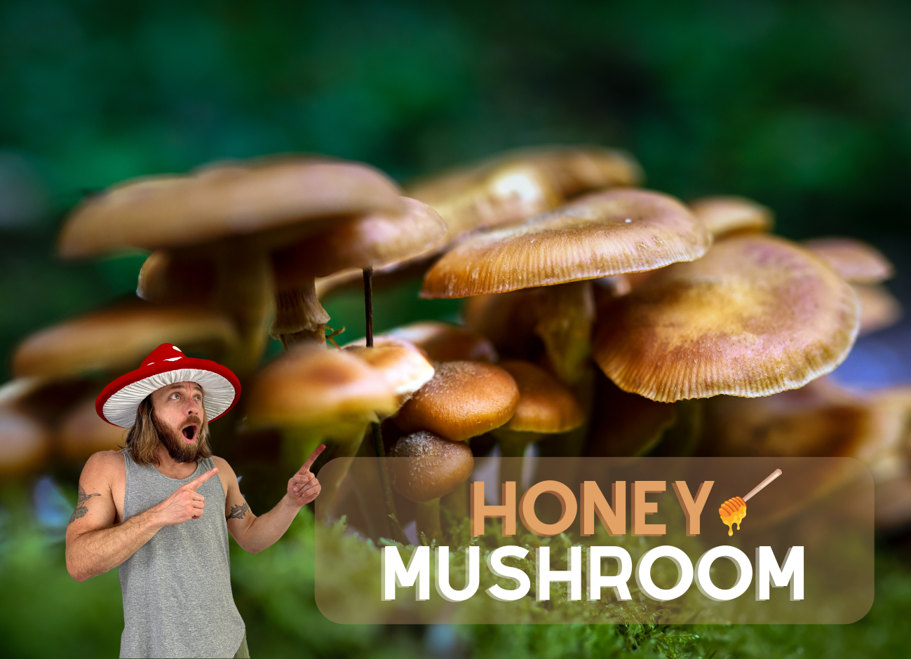 Honey Mushroom Identification Armillaria Mellea 9861