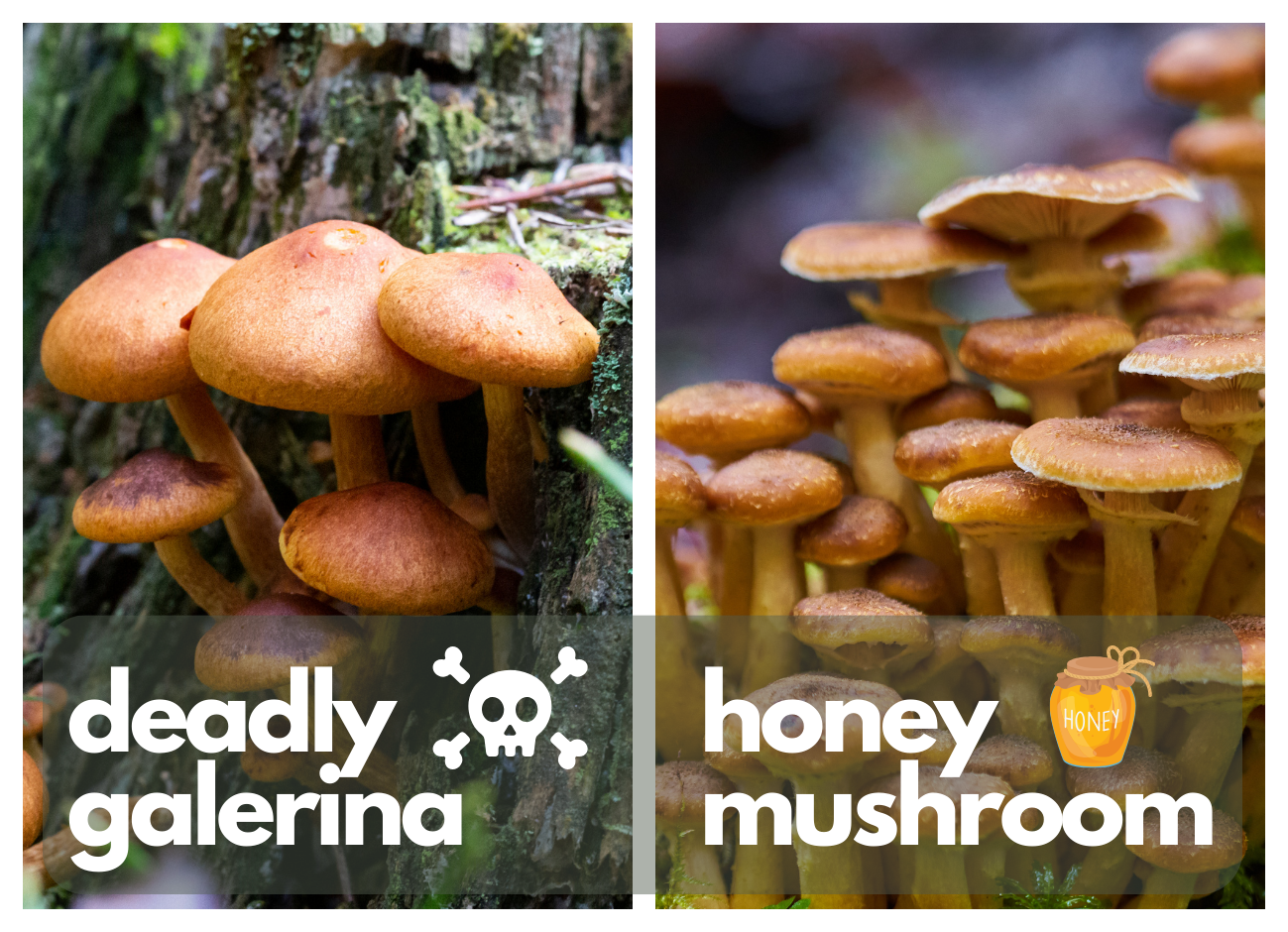 Honey Mushroom vs. Deadly Galerina