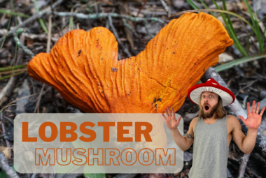 Lobster Mushroom
