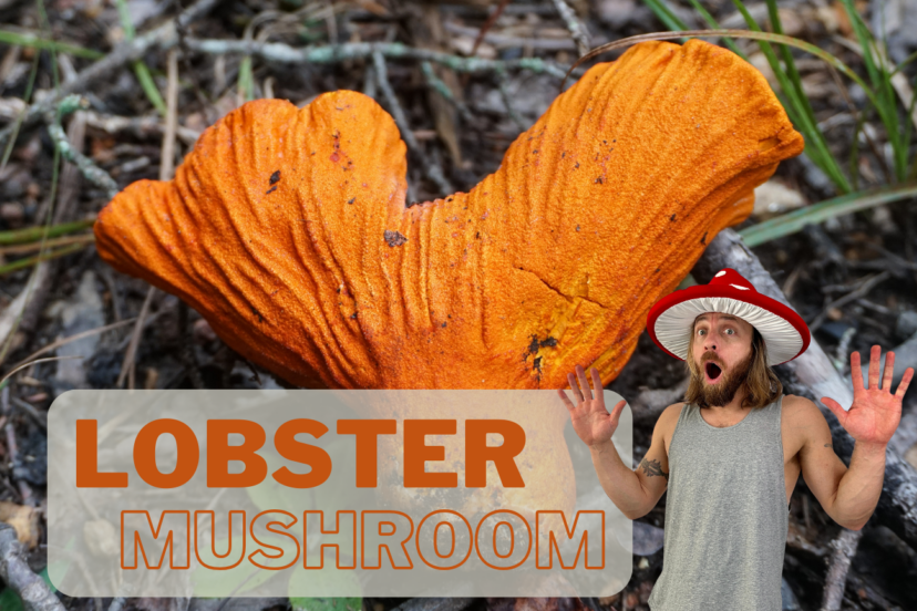 Lobster Mushroom