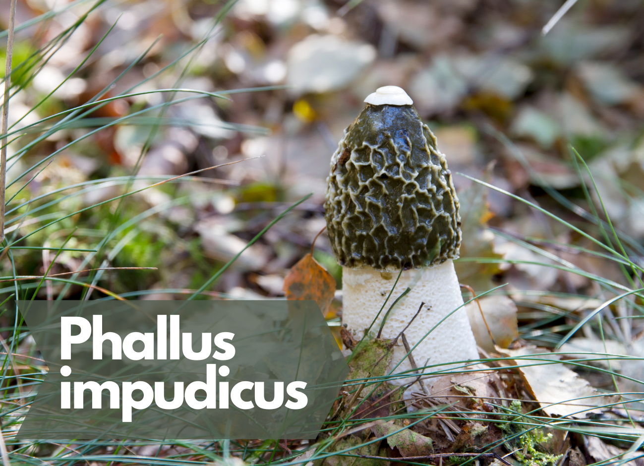 Phallus impudicus