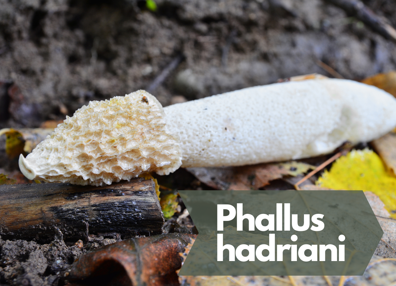 Phallus hadriani