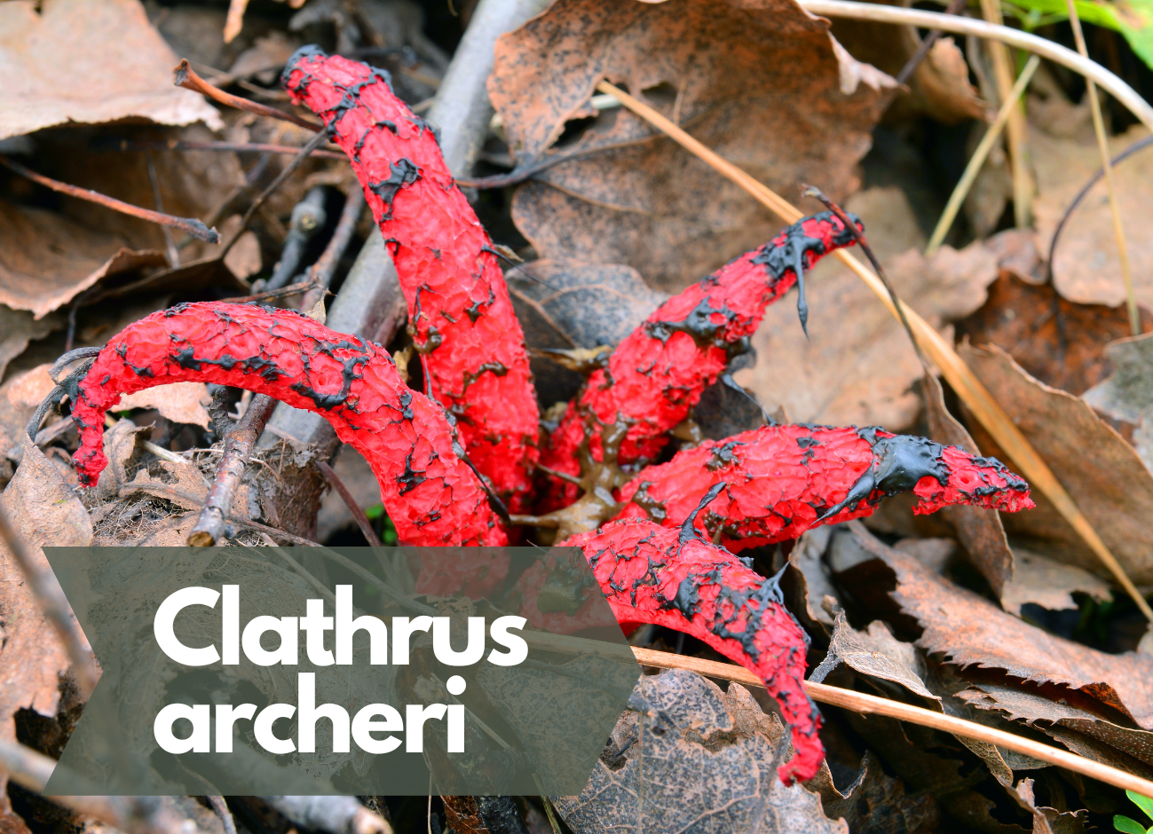 Clathrus archeri