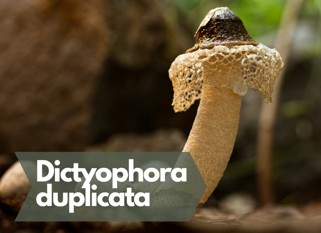 Dictyophora duplicata