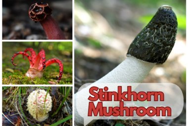 Stinkhorn Mushrooms