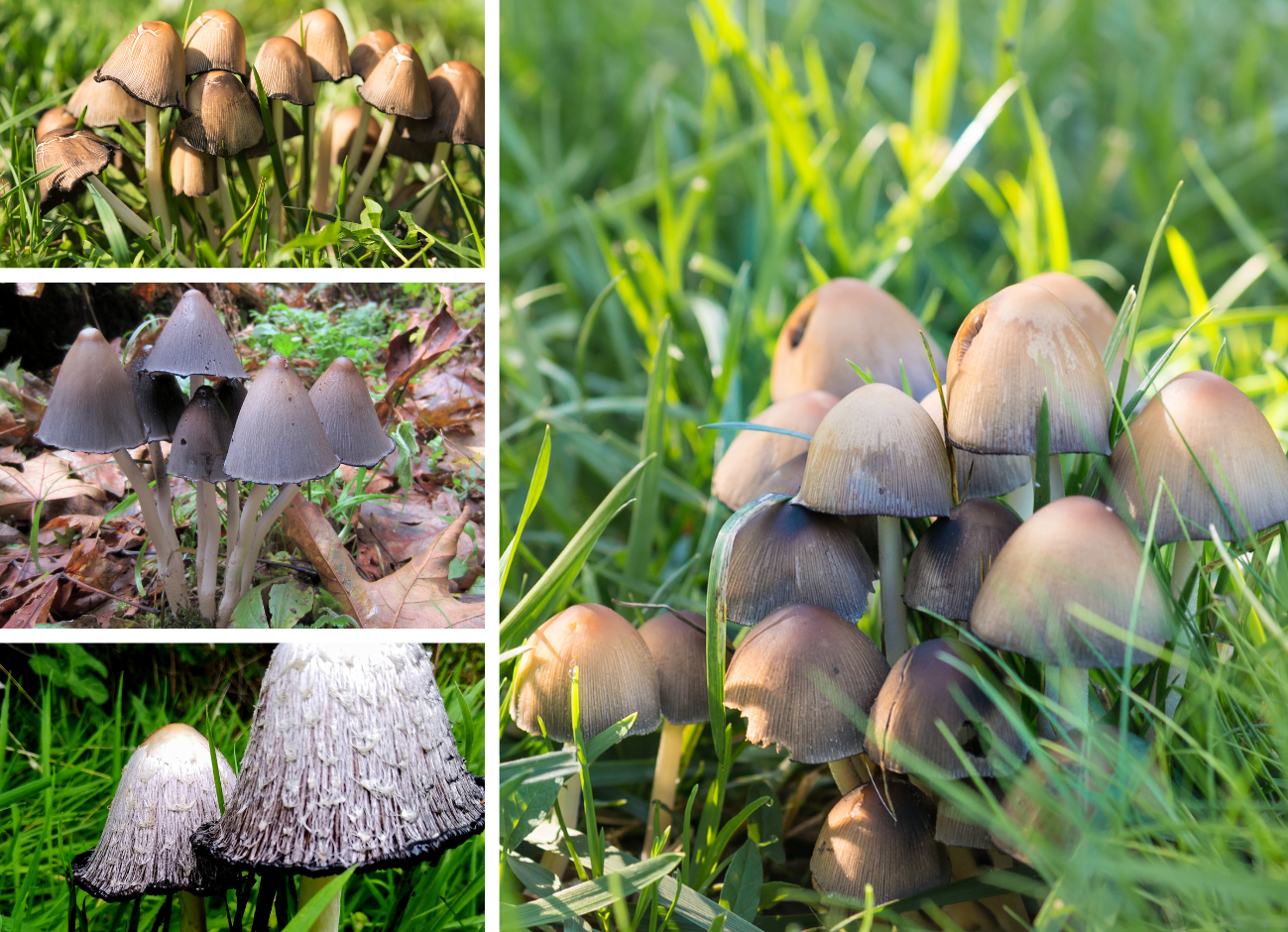 inky cap mushroom identification